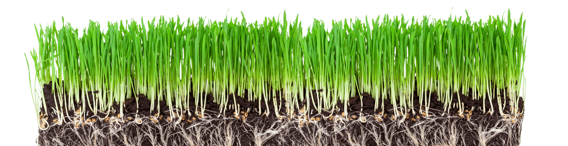 Background คำโปรย WHE Green