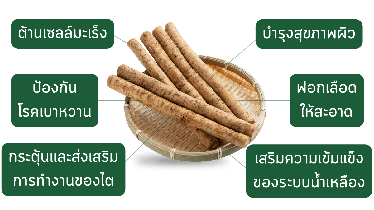 ประโยชน์ของรากเบอร์ด็อก